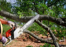 Best Storm Damage Tree Cleanup  in Saratoga, WY