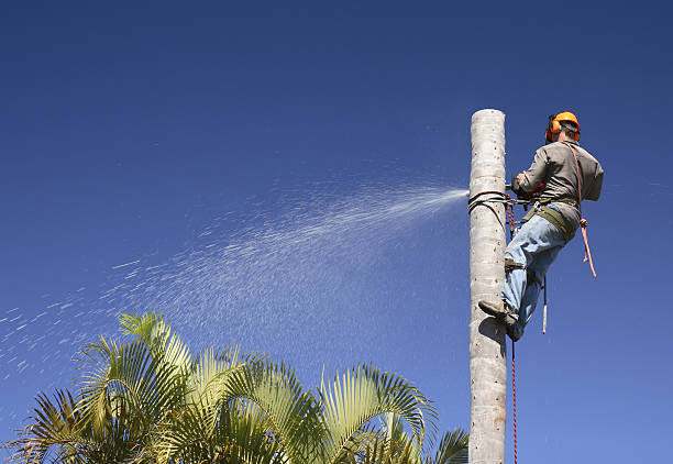 Best Tree Trimming and Pruning  in Saratoga, WY