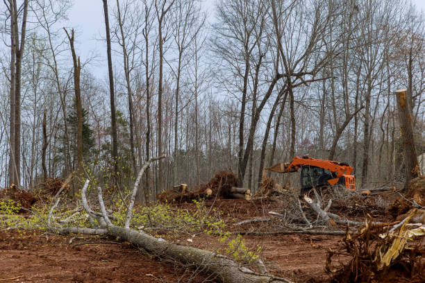  Saratoga, WY Tree Services Pros