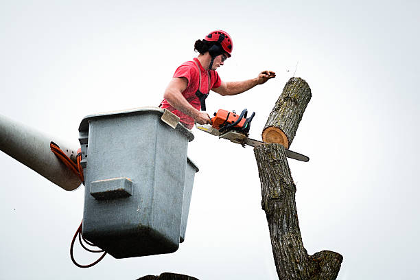 Best Palm Tree Trimming  in Saratoga, WY