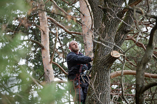 Best Tree Removal  in Saratoga, WY