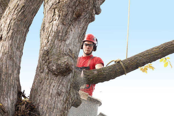 Best Tree Risk Assessment  in Saratoga, WY